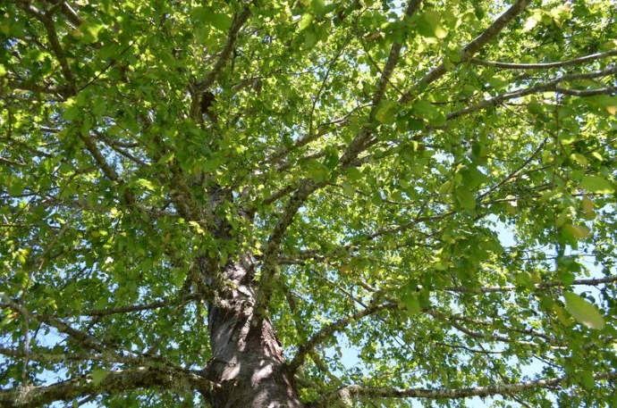 Terreno en Pucón con naturaleza nativa y vista al volcán Villarrica