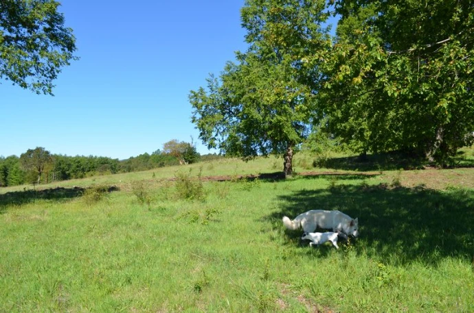 Terreno en Pucón con naturaleza nativa y vista al volcán Villarrica